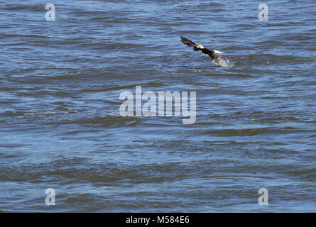Adler fehlt seine entreißen und Greifer Stockfoto