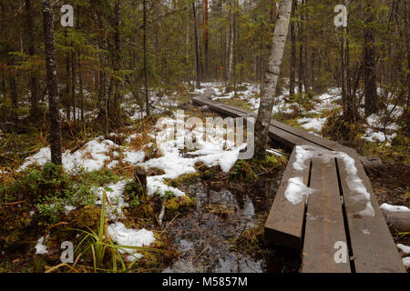 Fußweg durch ein Feuchtgebiet in Nuuksio Nationalpark, Finnland Stockfoto