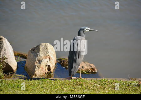 Weißer Reiher, Egretta novaehollandiae, mit seinem hübschen blaugrauen Gefieder, steht auf einem grünen Gras am Wasser eines Sees Stockfoto