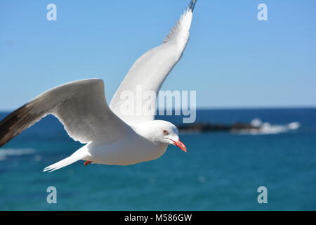 Großaufnahme einer weißen und hellgrauen SilberMöwe im Flug über Strand, Australien Stockfoto