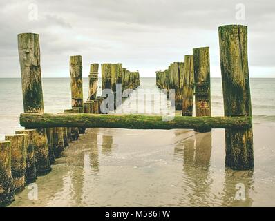 Moosige Wellenbrecher Pole im glatten Wasser der See innerhalb windstill. Sandstrand mit Algen, Steine und Muscheln. Stockfoto