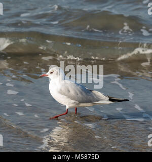 Bonaparte, Möwe, der am Ufer des Meeres Stockfoto