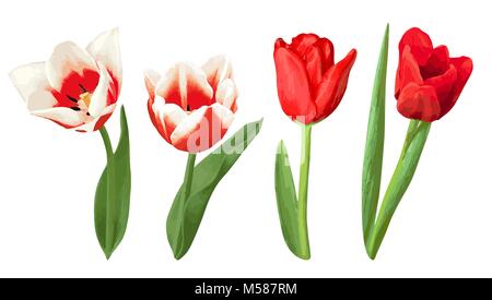 Satz von dekorativen roten und weißen Tulpen. Wunderschöne realistische Blüten, Knospen und Blätter Stock Vektor