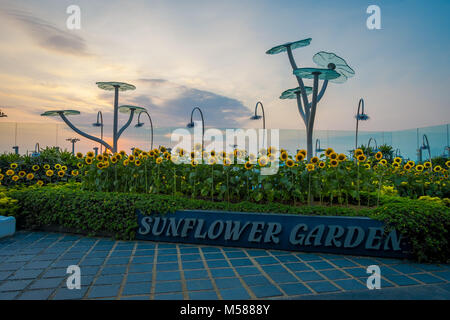 Singapur, Singapur - Januar 30, 2018: Im freien Blick auf die Sonnenblume Garten innerhalb des Singapur Changi Airport, bei Sonnenuntergang Stockfoto