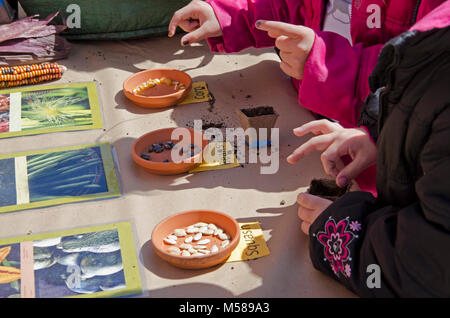 Grand Canyon Archäologie Tag Samen. Kinder Pflanzen Mais, Bohnen und Squash Samen - traditionelle Lebensmittel eingeborener Völker des Parks - Während der Grand Canyon National Park Archäologie Tag. NPS Stockfoto