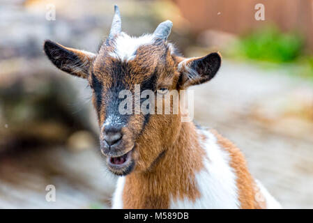 Kleine Ziege steht im Gehäuse und Kaut mit Vergnügen ihre Nahrung Stockfoto