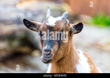 Kleine Ziege steht im Gehäuse und Kaut mit Vergnügen ihre Nahrung Stockfoto