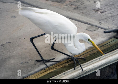 Große weiße Reiher predator Seabird auf dem Dock Spiralkabel & Bereit zum Hals in Wasser unter kleine Fische schwimmen in der Schule nur unter der Oberfläche nutzen Stockfoto