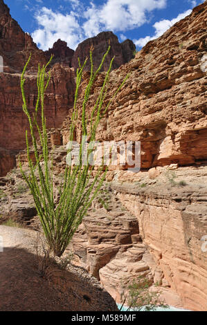 Grand Canyon Mund der Havasu Creek Ocotillo. Ocotillo (Fouquieria splendens) in der Nähe der Mündung des Havasu Creek im Grand Canyon National Park. Der Zusammenfluss der Havasu Creek mit dem Colorado River (Fluss 1,6 Km 157) ist ein beliebter Ort für Bootsfahrer zu stoppen und die markanten blau-grüne Wasser des Havasu Creek bewundern. Die türkise Farbe ist von Wasser mit hohem Mineralgehalt verursacht. An dem Punkt, an dem die Blue Creek die trübe Colorado River Es erfüllt erscheint oft einen definitiven Bruch. NPS Stockfoto