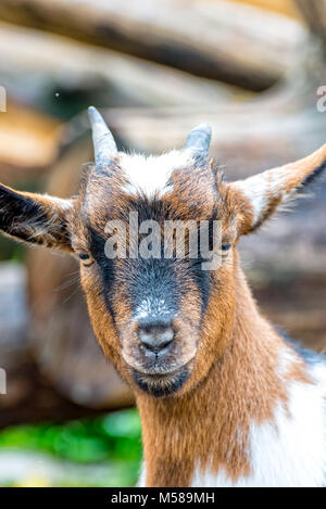 Kleine Ziege steht im Gehäuse und Kaut mit Vergnügen ihre Nahrung Stockfoto