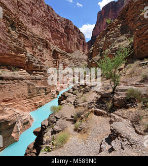 Grand Canyon Mund der Havasu Creek. Der Zusammenfluss der Havasu Creek mit dem Colorado River (Fluss 1,6 Km 157) ist ein beliebter Ort für Bootsfahrer zu stoppen und die markanten blau-grüne Wasser des Havasu Creek bewundern. Die türkise Farbe ist von Wasser mit hohem Mineralgehalt verursacht. An dem Punkt, an dem die Blue Creek die trübe Colorado River Es erfüllt erscheint oft einen definitiven Bruch. NPS Stockfoto