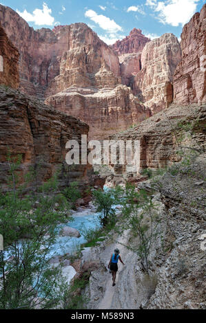 Grand Canyon Mund der Havasu Creek. Der Zusammenfluss der Havasu Creek mit dem Colorado River (Fluss 1,6 Km 157) ist ein beliebter Ort für Bootsfahrer zu stoppen und die markanten blau-grüne Wasser des Havasu Creek bewundern. Die türkise Farbe ist von Wasser mit hohem Mineralgehalt verursacht. An dem Punkt, an dem die Blue Creek die trübe Colorado River Es erfüllt erscheint oft einen definitiven Bruch. NPS Stockfoto