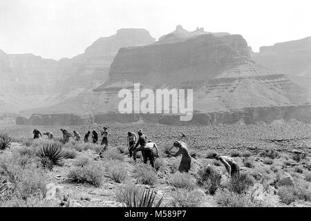 Grand Canyon Nat Park Clear Creek Trail Bau. Hier ist eine durchschnittliche (CCC-Civilian Conservation Corps) registrierenden Arbeitsgruppe heraus auf eine Ausdehnung der einfache Einstufung über den Tonto Plateau gesäumt durch Salbei, Yucca und Jahrhundert Anlage auf dem neuen Clear Creek Trail gezeigt. Wenn der Vorgang abgeschlossen ist, wird diese Ten Mile Trail ist einer der Schönsten von einem malerischen Sicht in den Park gefunden werden. Dieses Bild wurde ungefähr sechs Meilen von Phantom Ranch. Stockfoto