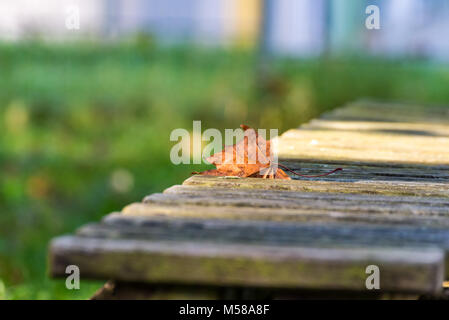 Blatt liegt auf der Bank im Herbst Stockfoto