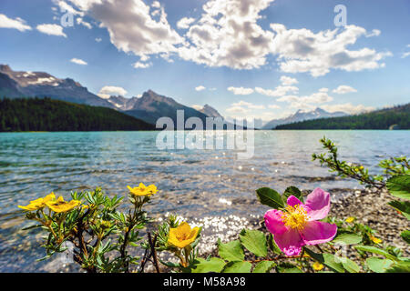 Blühende wilde Rose - Alberta von Symbol- und Gelb potentilla durch Medicine Lake, Jasper National Park, Kanada Stockfoto