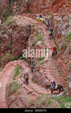 Grand Canyon National Park Bright Angel Testversion Maultier Trip. Geführte Maultier Parteien absteigend Jacob's Ladder auf der Bright Angel Lodge. Jacob's Ladder ist eine Reihe von steilen Serpentinen durch das redwall Limestone, direkt unter Three-Mile Resthouse. NPS Stockfoto