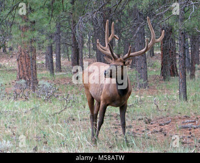 Grand Canyon National Park Bull Elk. Wapiti (Cervus elaphus) werden häufig in und um Grand Canyon Village am South Rim des Grand Canyon National Park gesehen. Bull elk wachsen Geweih jährlich aus der Zeit, die sie fast ein Jahr alt sind. Wenn sie reif, Rack ist ein Stier vielleicht 6 bis 8 Punkte oder Zinken auf jeder Seite und mehr als 30 Pfund wiegen. Die Geweihe sind in der Regel im März oder April abgeworfen, und beginnen Sie mit der Nachgewachsenen im Mai, wenn die knöcherne Wachstum wird durch Blutgefäße ernährt und von Furry abgedeckt - Suchen samt. Geweih Wachstum nicht mehr jedes Jahr im August, wenn die Velvet trocknet und Stiere anfangen es zu reiben Stockfoto