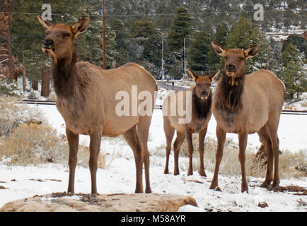Grand Canyon National Park nicht auf die Herde. Für Ihre persönliche Sicherheit, 75 m/23 m (5 Auto Längen) entfernt von Elche und Rehe bleiben. Manchmal scheinen sie in ihrer eigenen Welt zu sein, so ist es leicht für eine Person in näher zu kommen; aber nicht. Ohne Warnung, ein Elch können Sie aus und mit ihren Hufen und körpermasse als Waffen. Immer Tiere lassen Sie genug Platz, um eine Flucht zu machen, wenn sie sich bedroht fühlen. Sie sind zu schließen, wenn ihre Anwesenheit führt Sie zu bewegen. NPS Stockfoto
