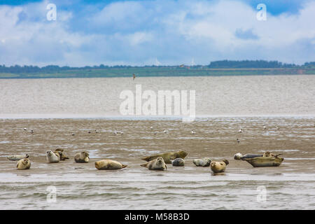 Seehunde auf einer Untiefe im Wattenmeer der Nordsee in der Nähe der nordfriesischen Insel Sylt, Deutschland Stockfoto