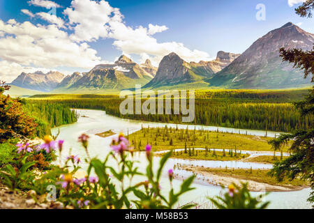 Die schöne Landschaft der Rocky Mountain, Athabasca River und Great Nothern Aster Blume in Jasper National Park, Alberta, Kanada Stockfoto