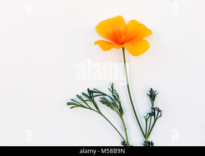 Gelbe spröde Bush Blume Stockfoto