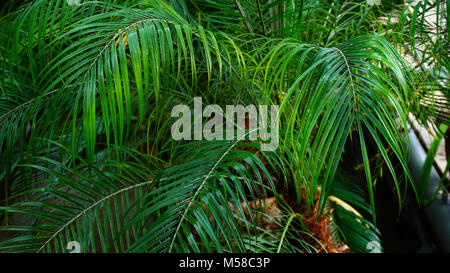Im Gewächshaus viele verschiedene Arten von Pflanzen. Stockfoto