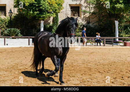 Cordoba, Spanien - 12. April 2017: schöne schwarze Andalusischen Pferdes auch bekannt als Reine Spanische Pferd im Historischen Marstall von Cordoba. Stockfoto