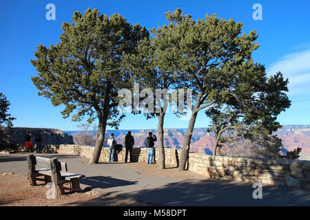 Pinyon Kiefern (Pinus edulis) entlang der Rim des Grand Canyon National. Pinyon Kiefern (Pinus edulis) haben krumme Stämme, rötliche Rinde und sind sehr langsam wächst. Die meisten neigen, kurz und struppig, aber unter den richtigen Bedingungen, können Sie erreichen eine Höhe von 35 Fuß (10 m). Bäume 4 bis 6 Zoll (10 bis 15 cm) im Durchmesser 80 bis 100 Jahre alt werden. NPS Stockfoto