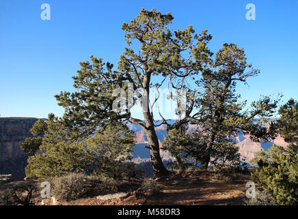 Pinyon Kiefern (Pinus edulis) entlang des South Rim des Grand Canyon. Pinyon Kiefern (Pinus edulis) haben krumme Stämme, rötliche Rinde und sind sehr langsam wächst. Die meisten neigen, kurz und struppig, aber unter den richtigen Bedingungen, können Sie erreichen eine Höhe von 35 Fuß (10 m). Bäume 4 bis 6 Zoll (10 bis 15 cm) im Durchmesser 80 bis 100 Jahre alt werden. Ihre Wurzel Systeme sind umfangreich und häufig die Größe der oberirdischen Baum Spiegel. Nadelförmige Blätter treten paarweise und sind 1 cm lang. Pinyons produzieren kompakte Kegel, lecker, Protein enthalten - reiche Samen genannt Pinenuts. Pinenuts waren eine wichtige Quelle für die Fo Stockfoto