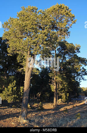 Pinyon Kiefern (Pinus edulis) Grand Canyon National Park South Rim. Pinyon Kiefern (Pinus edulis) haben krumme Stämme, rötliche Rinde und sind sehr langsam wächst. Die meisten neigen, kurz und struppig, aber unter den richtigen Bedingungen, können Sie erreichen eine Höhe von 35 Fuß (10 m). Bäume 4 bis 6 Zoll (10 bis 15 cm) im Durchmesser 80 bis 100 Jahre alt werden. NPS Stockfoto