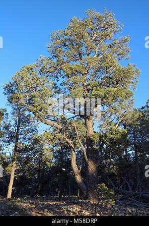 Pinyon Kiefern (Pinus edulis) Wald in South Rim Grand Canyon. Pinyon Kiefern (Pinus edulis) haben krumme Stämme, rötliche Rinde und sind sehr langsam wächst. Die meisten neigen, kurz und struppig, aber unter den richtigen Bedingungen, können Sie erreichen eine Höhe von 35 Fuß (10 m). Bäume 4 bis 6 Zoll (10 bis 15 cm) im Durchmesser 80 bis 100 Jahre alt werden. NPS Stockfoto