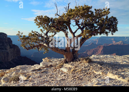 Wasser sparsam Bonsai Baum entlang des Grand Canyon Rim. Diese pinyon Pine Tree, der aus dem Kalkstein am Rand des Canyon ist zu einem härteren Umfeld ausgesetzt als ihre Nachbarn in der Nähe von Waldgebieten. Hier, entlang der Kante, häufig starke Winde und eine Knappheit von Mutterboden und Wasser überleben, schwieriger. Das wurzelsystem eines kleinen Baum wie diese können enorm sein, bis hinunter in den Fels Rissen und Spalten, so dass der Baum das Wasser, es zu ernten zum Überleben benötigt. Stockfoto