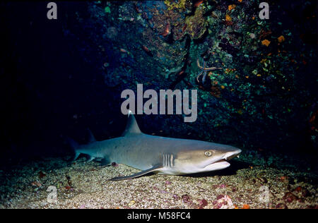 Diese weißen Hai (Triaenodon obesus) lag in einer Höhle während des Tages; eine gemeinsame Praxis mit dieser Spezies, die Jagt vor allem in der Nacht. Vor einigen Jahren, dachte man, dass Haie mussten ständig zu schwimmen, um ausreichend Wasser über die Kiemen für Sauerstoffversorgung zu haben. Es war eine Überraschung für einige "hark Experten", dass es nicht so war. Viele Haie nehmen, Ruhepausen, oft in einer geschützten Bereich - wie in diesem Fall. Es sollte auch hinzugefügt werden, dass Haie vorhanden wenig oder keine Gefahr für die Taucher, die sie mit Respekt behandeln. Am Daedalus Riff, ägyptischen Roten Meer fotografiert. Stockfoto