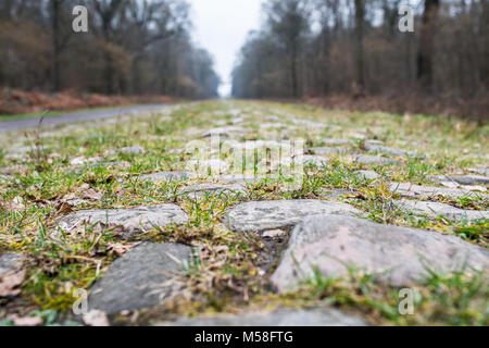 Der Wald von Arenberg mit Pflastersteinen Stockfoto