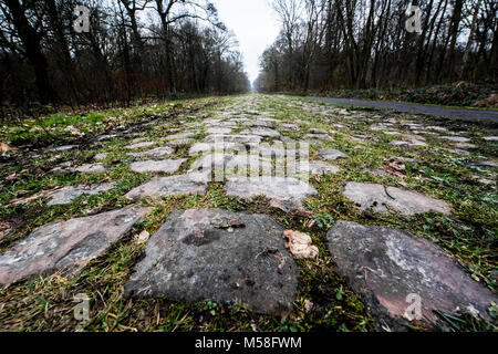 Der Wald von Arenberg mit Pflastersteinen Stockfoto