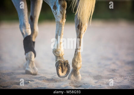 Pferd im Galopp im Sand Stockfoto