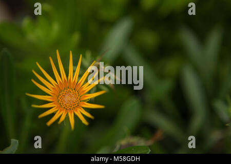 Nahaufnahme einer gelben Blume Stockfoto