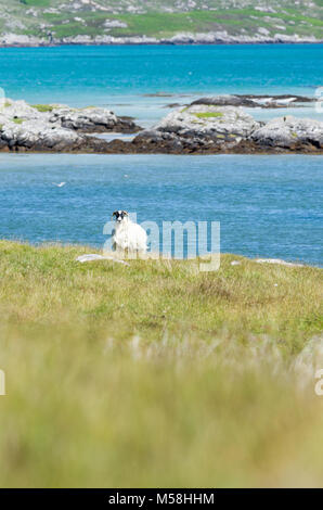 Einzelne Schafe in die zerklüftete Küstenlandschaft des Isle of South Uist, Äußere Hebriden, Schottland, Großbritannien Stockfoto