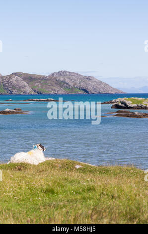 Einzelne Schafe in die zerklüftete Küstenlandschaft des Isle of South Uist, Äußere Hebriden, Schottland, Großbritannien Stockfoto