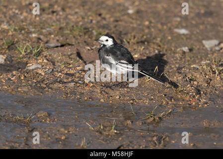 Pied wagtail Vogel Stockfoto