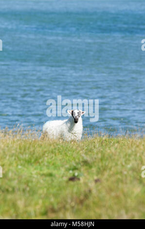 Einzelne Schafe in die zerklüftete Küstenlandschaft des Isle of South Uist, Äußere Hebriden, Schottland, Großbritannien Stockfoto