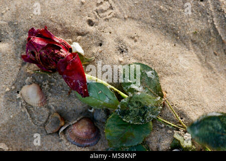 Nahaufnahme eines gestrandeten Rose mit Muscheln bei Ebbe am Strand der Nordsee. Stockfoto