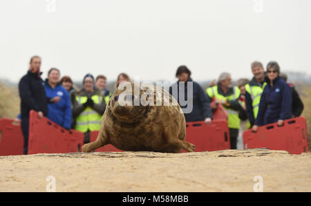 Ein grauer Dichtung Spitznamen Frau Frisbee zurück in die Wild at Horsey Lücke freigegeben wird in Norfolk. Stockfoto