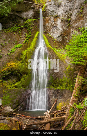 Marymere Falls im Olympic National Park, Washington Stockfoto