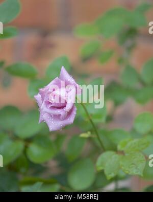 Rosa Rose nach einem April Dusche; Familie: Rosaceae Gattung: Rosa. Als die Blume der Liebe bekannt Stockfoto