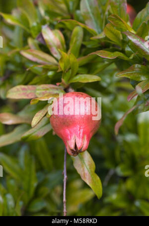 Punica granatum var. nana Fruchtkörper in Großbritannien. Granatapfel Fruchtkörper in Großbritannien. Stockfoto