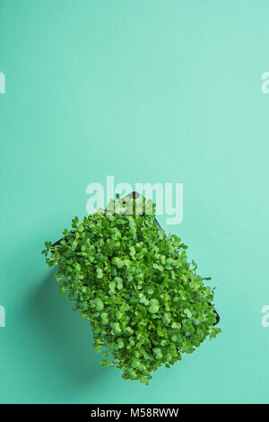 Junge frische grüne Triebe von Topfpflanzen Brunnenkresse auf Pastell Türkis Hintergrund. Gartenbau gesunde Pflanzliche Ernährung Food garnieren Konzept. Minimalistische Tr Stockfoto