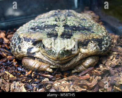 Große amphibische Frosch - Bufo marinus Stockfoto