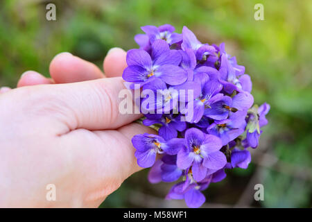 Ein Bouquet von Veilchen (Viola Odorata) in eine weibliche Hand Stockfoto