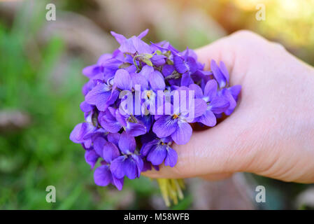Ein Bouquet von Veilchen (Viola Odorata) in eine weibliche Hand Stockfoto